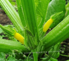 schrebergarten, tutorial, garten, gärtner, kleingarten, kleingärtner, youtube, halbprofis, gartenarbeit, picoftheday, projektschrebergarten, gartentipps, gartenliebe, gartenrundgang, gaygarden, parzelle, Berlin, vlog, gartenvlog, triebe, instagardens, gewächshausliebe, laubenliebe, gardeninspiration, obstbaum, kirsche, garden, gardening, schrebergarten, schrebergartenliebe, schrebergartenglück, laube, gemüsebeet, gemüsegarten, obst, instagram, instagood, instaplants, instagardens, insta, nutzgarten, garden, garten, plants, pflanzen, mygarden, gartenzeit, gardendesign, gardenliving, jardin, homesweethome, homegarden, gardening, garden_styles, gartengestaltung, gartenliebe, meingarten, frühling, backyard, modernhome, mygardenlife, lovemygarden, rose, rosen