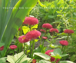schrebergarten, tutorial, garten, gärtner, kleingarten, kleingärtner, youtube, halbprofis, gartenarbeit, picoftheday, projektschrebergarten, gartentipps, gartenliebe, gartenrundgang, gaygarden, parzelle, Berlin, vlog, gartenvlog, triebe, instagardens, gewächshausliebe, laubenliebe, gardeninspiration, obstbaum, kirsche, garden, gardening, schrebergarten, schrebergartenliebe, schrebergartenglück, laube, gemüsebeet, gemüsegarten, obst, instagram, instagood, instaplants, instagardens, insta, nutzgarten, garden, garten, plants, pflanzen, mygarden, gartenzeit, gardendesign, gardenliving, jardin, homesweethome, homegarden, gardening, garden_styles, gartengestaltung, gartenliebe, meingarten, frühling, backyard, modernhome, mygardenlife, lovemygarden, rose, rosen