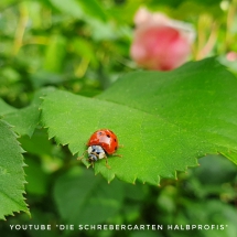 schrebergarten, tutorial, garten, gärtner, kleingarten, kleingärtner, youtube, halbprofis, gartenarbeit, picoftheday, projektschrebergarten, gartentipps, gartenliebe, gartenrundgang, gaygarden, parzelle, Berlin, vlog, gartenvlog, triebe, instagardens, gewächshausliebe, laubenliebe, gardeninspiration, obstbaum, kirsche, garden, gardening, schrebergarten, schrebergartenliebe, schrebergartenglück, laube, gemüsebeet, gemüsegarten, obst, instagram, instagood, instaplants, instagardens, insta, nutzgarten, garden, garten, plants, pflanzen, mygarden, gartenzeit, gardendesign, gardenliving, jardin, homesweethome, homegarden, gardening, garden_styles, gartengestaltung, gartenliebe, meingarten, frühling, backyard, modernhome, mygardenlife, lovemygarden, rose, rosen