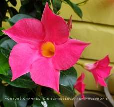 schrebergarten, tutorial, garten, gärtner, kleingarten, kleingärtner, youtube, halbprofis, gartenarbeit, picoftheday, projektschrebergarten, gartentipps, gartenliebe, gartenrundgang, gaygarden, parzelle, Berlin, vlog, gartenvlog, triebe, instagardens, gewächshausliebe, laubenliebe, gardeninspiration, obstbaum, kirsche, garden, gardening, schrebergarten, schrebergartenliebe, schrebergartenglück, laube, gemüsebeet, gemüsegarten, obst, instagram, instagood, instaplants, instagardens, insta, nutzgarten, garden, garten, plants, pflanzen, mygarden, gartenzeit, gardendesign, gardenliving, jardin, homesweethome, homegarden, gardening, garden_styles, gartengestaltung, gartenliebe, meingarten, frühling, backyard, modernhome, mygardenlife, lovemygarden, rose, rosen