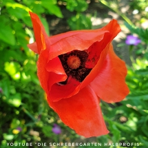 schrebergarten, tutorial, garten, gärtner, kleingarten, kleingärtner, youtube, halbprofis, gartenarbeit, picoftheday, projektschrebergarten, gartentipps, gartenliebe, gartenrundgang, gaygarden, parzelle, Berlin, vlog, gartenvlog, triebe, instagardens, gewächshausliebe, laubenliebe, gardeninspiration, obstbaum, kirsche, garden, gardening, schrebergarten, schrebergartenliebe, schrebergartenglück, laube, gemüsebeet, gemüsegarten, obst, instagram, instagood, instaplants, instagardens, insta, nutzgarten, garden, garten, plants, pflanzen, mygarden, gartenzeit, gardendesign, gardenliving, jardin, homesweethome, homegarden, gardening, garden_styles, gartengestaltung, gartenliebe, meingarten, frühling, backyard, modernhome, mygardenlife, lovemygarden, rose, rosen