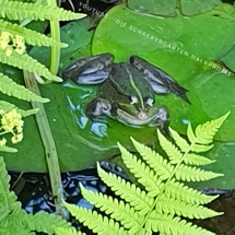 schrebergarten, tutorial, garten, gärtner, kleingarten, kleingärtner, youtube, halbprofis, gartenarbeit, picoftheday, projektschrebergarten, gartentipps, gartenliebe, gartenrundgang, gaygarden, parzelle, Berlin, vlog, gartenvlog, triebe, instagardens, gewächshausliebe, laubenliebe, gardeninspiration, obstbaum, kirsche, garden, gardening, schrebergarten, schrebergartenliebe, schrebergartenglück, laube, gemüsebeet, gemüsegarten, obst, instagram, instagood, instaplants, instagardens, insta, nutzgarten, garden, garten, plants, pflanzen, mygarden, gartenzeit, gardendesign, gardenliving, jardin, homesweethome, homegarden, gardening, garden_styles, gartengestaltung, gartenliebe, meingarten, frühling, backyard, modernhome, mygardenlife, lovemygarden, rose, rosen