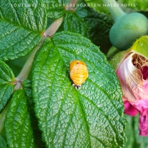 schrebergarten, tutorial, garten, gärtner, kleingarten, kleingärtner, youtube, halbprofis, gartenarbeit, picoftheday, projektschrebergarten, gartentipps, gartenliebe, gartenrundgang, gaygarden, parzelle, Berlin, vlog, gartenvlog, triebe, instagardens, gewächshausliebe, laubenliebe, gardeninspiration, obstbaum, kirsche, garden, gardening, schrebergarten, schrebergartenliebe, schrebergartenglück, laube, gemüsebeet, gemüsegarten, obst, instagram, instagood, instaplants, instagardens, insta, nutzgarten, garden, garten, plants, pflanzen, mygarden, gartenzeit, gardendesign, gardenliving, jardin, homesweethome, homegarden, gardening, garden_styles, gartengestaltung, gartenliebe, meingarten, frühling, backyard, modernhome, mygardenlife, lovemygarden, rose, rosen