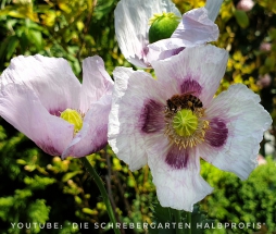 schrebergarten, tutorial, garten, gärtner, kleingarten, kleingärtner, youtube, halbprofis, gartenarbeit, picoftheday, projektschrebergarten, gartentipps, gartenliebe, gartenrundgang, gaygarden, parzelle, Berlin, vlog, gartenvlog, triebe, instagardens, gewächshausliebe, laubenliebe, gardeninspiration, obstbaum, kirsche, garden, gardening, schrebergarten, schrebergartenliebe, schrebergartenglück, laube, gemüsebeet, gemüsegarten, obst, instagram, instagood, instaplants, instagardens, insta, nutzgarten, garden, garten, plants, pflanzen, mygarden, gartenzeit, gardendesign, gardenliving, jardin, homesweethome, homegarden, gardening, garden_styles, gartengestaltung, gartenliebe, meingarten, frühling, backyard, modernhome, mygardenlife, lovemygarden, rose, rosen