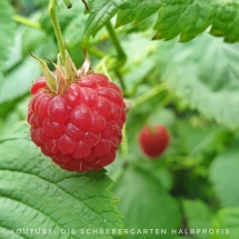 schrebergarten, tutorial, garten, gärtner, kleingarten, kleingärtner, youtube, halbprofis, gartenarbeit, picoftheday, projektschrebergarten, gartentipps, gartenliebe, gartenrundgang, gaygarden, parzelle, Berlin, vlog, gartenvlog, triebe, instagardens, gewächshausliebe, laubenliebe, gardeninspiration, obstbaum, kirsche, garden, gardening, schrebergarten, schrebergartenliebe, schrebergartenglück, laube, gemüsebeet, gemüsegarten, obst, instagram, instagood, instaplants, instagardens, insta, nutzgarten, garden, garten, plants, pflanzen, mygarden, gartenzeit, gardendesign, gardenliving, jardin, homesweethome, homegarden, gardening, garden_styles, gartengestaltung, gartenliebe, meingarten, frühling, backyard, modernhome, mygardenlife, lovemygarden, rose, rosen