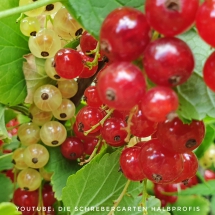 schrebergarten, tutorial, garten, gärtner, kleingarten, kleingärtner, youtube, halbprofis, gartenarbeit, picoftheday, projektschrebergarten, gartentipps, gartenliebe, gartenrundgang, gaygarden, parzelle, Berlin, vlog, gartenvlog, triebe, instagardens, gewächshausliebe, laubenliebe, gardeninspiration, obstbaum, kirsche, garden, gardening, schrebergarten, schrebergartenliebe, schrebergartenglück, laube, gemüsebeet, gemüsegarten, obst, instagram, instagood, instaplants, instagardens, insta, nutzgarten, garden, garten, plants, pflanzen, mygarden, gartenzeit, gardendesign, gardenliving, jardin, homesweethome, homegarden, gardening, garden_styles, gartengestaltung, gartenliebe, meingarten, frühling, backyard, modernhome, mygardenlife, lovemygarden, rose, rosen