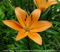 schrebergarten, tutorial, garten, gärtner, kleingarten, kleingärtner, youtube, halbprofis, gartenarbeit, picoftheday, projektschrebergarten, gartentipps, gartenliebe, gartenrundgang, gaygarden, parzelle, Berlin, vlog, gartenvlog, triebe, instagardens, gewächshausliebe, laubenliebe, gardeninspiration, obstbaum, kirsche, garden, gardening, schrebergarten, schrebergartenliebe, schrebergartenglück, laube, gemüsebeet, gemüsegarten, obst, instagram, instagood, instaplants, instagardens, insta, nutzgarten, garden, garten, plants, pflanzen, mygarden, gartenzeit, gardendesign, gardenliving, jardin, homesweethome, homegarden, gardening, garden_styles, gartengestaltung, gartenliebe, meingarten, frühling, backyard, modernhome, mygardenlife, lovemygarden, rose, rosen