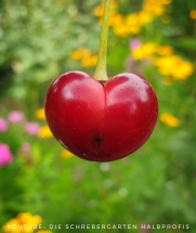 schrebergarten, tutorial, garten, gärtner, kleingarten, kleingärtner, youtube, halbprofis, gartenarbeit, picoftheday, projektschrebergarten, gartentipps, gartenliebe, gartenrundgang, gaygarden, parzelle, Berlin, vlog, gartenvlog, triebe, instagardens, gewächshausliebe, laubenliebe, gardeninspiration, obstbaum, kirsche, garden, gardening, schrebergarten, schrebergartenliebe, schrebergartenglück, laube, gemüsebeet, gemüsegarten, obst, instagram, instagood, instaplants, instagardens, insta, nutzgarten, garden, garten, plants, pflanzen, mygarden, gartenzeit, gardendesign, gardenliving, jardin, homesweethome, homegarden, gardening, garden_styles, gartengestaltung, gartenliebe, meingarten, frühling, backyard, modernhome, mygardenlife, lovemygarden, rose, rosen