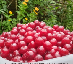 schrebergarten, tutorial, garten, gärtner, kleingarten, kleingärtner, youtube, halbprofis, gartenarbeit, picoftheday, projektschrebergarten, gartentipps, gartenliebe, gartenrundgang, gaygarden, parzelle, Berlin, vlog, gartenvlog, triebe, instagardens, gewächshausliebe, laubenliebe, gardeninspiration, obstbaum, kirsche, garden, gardening, schrebergarten, schrebergartenliebe, schrebergartenglück, laube, gemüsebeet, gemüsegarten, obst, instagram, instagood, instaplants, instagardens, insta, nutzgarten, garden, garten, plants, pflanzen, mygarden, gartenzeit, gardendesign, gardenliving, jardin, homesweethome, homegarden, gardening, garden_styles, gartengestaltung, gartenliebe, meingarten, frühling, backyard, modernhome, mygardenlife, lovemygarden, rose, rosen