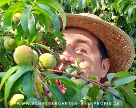 schrebergarten, tutorial, garten, gärtner, kleingarten, kleingärtner, gartenarbeit, gartentipps, gartenliebe, gaygarden, parzelle, Berlin, laubenliebe, garden, gardening, schrebergarten, schrebergartenliebe, instagardens, pflanzen, mygarden, gartenzeit, gardendesign, gartengestaltung, meingarten, lovemygarden, sprengen, bewässern, sprenger, schlauch