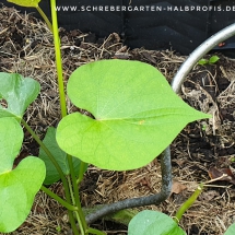 schrebergarten, tutorial, garten, gärtner, kleingarten, kleingärtner, gartenarbeit, gartentipps, gartenliebe, gaygarden, parzelle, Berlin, laubenliebe, garden, gardening, schrebergarten, schrebergartenliebe, instagardens, pflanzen, mygarden, gartenzeit, gardendesign, gartengestaltung, meingarten, lovemygarden, sprengen, bewässern, sprenger, schlauch