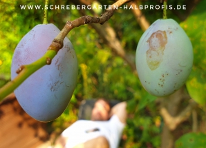 schrebergarten, tutorial, garten, gärtner, kleingarten, kleingärtner, gartenarbeit, gartentipps, gartenliebe, gaygarden, parzelle, Berlin, laubenliebe, garden, gardening, schrebergarten, schrebergartenliebe, instagardens, pflanzen, mygarden, gartenzeit, gardendesign, gartengestaltung, meingarten, lovemygarden, sprengen, bewässern, sprenger, schlauch