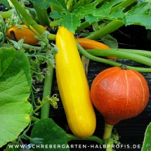 schrebergarten, tutorial, garten, gärtner, kleingarten, kleingärtner, gartenarbeit, gartentipps, gartenliebe, gaygarden, parzelle, Berlin, laubenliebe, garden, gardening, schrebergarten, schrebergartenliebe, instagardens, pflanzen, mygarden, gartenzeit, gardendesign, gartengestaltung, meingarten, lovemygarden, sprengen, bewässern, sprenger, schlauch
