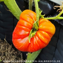 schrebergarten, tutorial, garten, gärtner, kleingarten, kleingärtner, gartenarbeit, gartentipps, gartenliebe, gaygarden, parzelle, Berlin, laubenliebe, garden, gardening, schrebergarten, schrebergartenliebe, instagardens, pflanzen, mygarden, gartenzeit, gardendesign, gartengestaltung, meingarten, lovemygarden, sprengen, bewässern, sprenger, schlauch