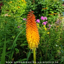 schrebergarten, tutorial, garten, gärtner, kleingarten, kleingärtner, gartenarbeit, gartentipps, gartenliebe, gaygarden, parzelle, Berlin, laubenliebe, garden, gardening, schrebergarten, schrebergartenliebe, instagardens, pflanzen, mygarden, gartenzeit, gardendesign, gartengestaltung, meingarten, lovemygarden, sprengen, bewässern, sprenger, schlauch