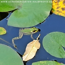 schrebergarten, tutorial, garten, gärtner, kleingarten, kleingärtner, gartenarbeit, gartentipps, gartenliebe, gaygarden, parzelle, Berlin, laubenliebe, garden, gardening, schrebergarten, schrebergartenliebe, instagardens, pflanzen, mygarden, gartenzeit, gardendesign, gartengestaltung, meingarten, lovemygarden, sprengen, bewässern, sprenger, schlauch