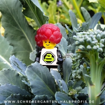 schrebergarten, tutorial, garten, gärtner, kleingarten, kleingärtner, gartenarbeit, gartentipps, gartenliebe, gaygarden, parzelle, Berlin, laubenliebe, garden, gardening, schrebergarten, schrebergartenliebe, instagardens, pflanzen, mygarden, gartenzeit, gardendesign, gartengestaltung, meingarten, lovemygarden, sprengen, bewässern, sprenger, schlauch