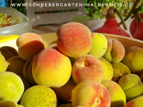 schrebergarten, tutorial, garten, gärtner, kleingarten, kleingärtner, gartenarbeit, gartentipps, gartenliebe, gaygarden, parzelle, Berlin, laubenliebe, garden, gardening, schrebergarten, schrebergartenliebe, instagardens, pflanzen, mygarden, gartenzeit, gardendesign, gartengestaltung, meingarten, lovemygarden, sprengen, bewässern, sprenger, schlauch