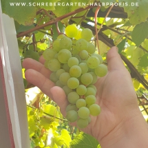 schrebergarten, tutorial, garten, gärtner, kleingarten, kleingärtner, gartenarbeit, gartentipps, gartenliebe, gaygarden, parzelle, Berlin, laubenliebe, garden, gardening, schrebergarten, schrebergartenliebe, instagardens, pflanzen, mygarden, gartenzeit, gardendesign, gartengestaltung, meingarten, lovemygarden, sprengen, bewässern, sprenger, schlauch