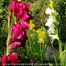 schrebergarten, tutorial, garten, gärtner, kleingarten, kleingärtner, gartenarbeit, gartentipps, gartenliebe, gaygarden, parzelle, Berlin, laubenliebe, garden, gardening, schrebergarten, schrebergartenliebe, instagardens, pflanzen, mygarden, gartenzeit, gardendesign, gartengestaltung, meingarten, lovemygarden, sprengen, bewässern, sprenger, schlauch