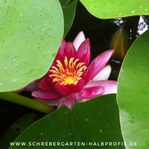 IMG-20160806-WA0000-01