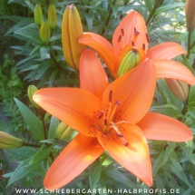 IMG-20170614-WA0005-01