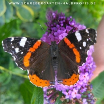 IMG-20170713-WA0000-01