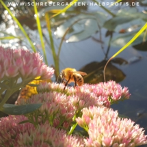 IMG_20200921_190107_695