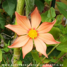 IMG_20201010_185119_791