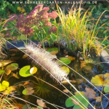 IMG_20201111_182113_854