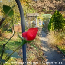 IMG_20201118_195030_715