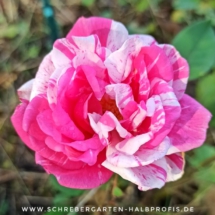 IMG_20201121_182511_799