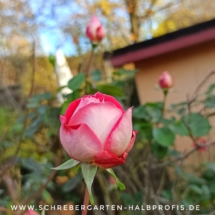 IMG_20201202_175132_131