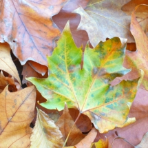 IMG_20201204_210217_361