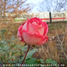 IMG_20201212_190019_325