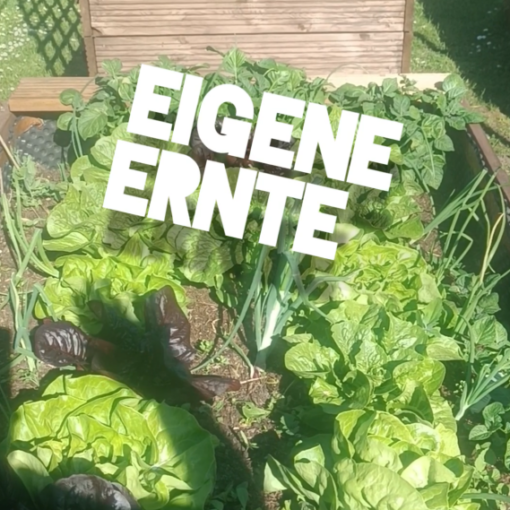 Schrebergarten Halbprofis, schrebergarten, tutorial, garten, gärtner, kleingarten, kleingärtner, youtube, halbprofis, gartenzeit, gardendesign, gardenliving, projektschrebergarten, gartentipps, gartenliebe, gaycouple, Gartentipps, gaygarden, parzelle, vlog, gartenvlog, Gartensendung, Garten Produkttests, Gartenrundgang