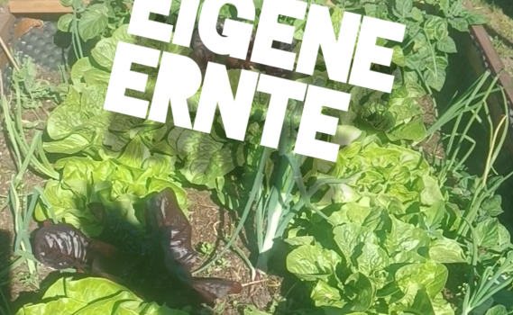 Schrebergarten Halbprofis, schrebergarten, tutorial, garten, gärtner, kleingarten, kleingärtner, youtube, halbprofis, gartenzeit, gardendesign, gardenliving, projektschrebergarten, gartentipps, gartenliebe, gaycouple, Gartentipps, gaygarden, parzelle, vlog, gartenvlog, Gartensendung, Garten Produkttests, Gartenrundgang