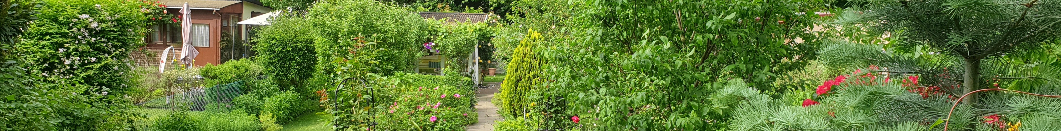 schrebergarten, tutorial, garten, gärtner, kleingarten, kleingärtner, youtube, halbprofis, gartenarbeit, picoftheday, projektschrebergarten, gartentipps, gartenliebe, gartenrundgang, gaygarden, parzelle, Berlin, vlog, gartenvlog, triebe, instagardens, gewächshausliebe, laubenliebe, gardeninspiration, obstbaum, kirsche, garden, gardening, schrebergarten, schrebergartenliebe, schrebergartenglück, laube, gemüsebeet, gemüsegarten, obst, instagram, instagood, instaplants, instagardens, insta, nutzgarten, garden, garten, plants, pflanzen, mygarden, gartenzeit, gardendesign, gardenliving, jardin, homesweethome, homegarden, gardening, garden_styles, gartengestaltung, gartenliebe, meingarten, frühling, backyard, modernhome, mygardenlife, lovemygarden, rose, rosen, beschneiden, schneiden