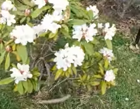 Schrebergarten Halbprofis, schrebergarten, tutorial, garten, gärtner, kleingarten, kleingärtner, youtube, halbprofis, gartenzeit, gardendesign, gardenliving, projektschrebergarten, gartentipps, gartenliebe, gaycouple, Gartentipps, gaygarden, parzelle, vlog, gartenvlog, Gartensendung, Garten Produkttests, Gartenrundgang