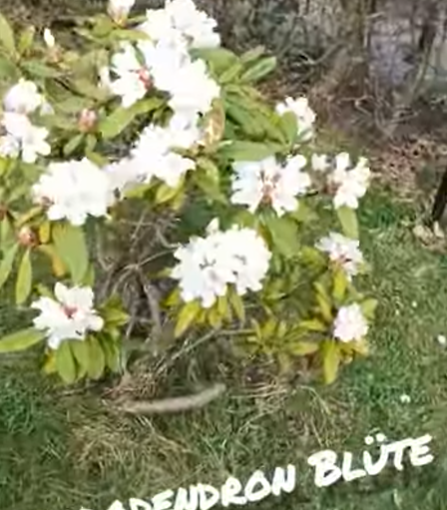 Schrebergarten Halbprofis, schrebergarten, tutorial, garten, gärtner, kleingarten, kleingärtner, youtube, halbprofis, gartenzeit, gardendesign, gardenliving, projektschrebergarten, gartentipps, gartenliebe, gaycouple, Gartentipps, gaygarden, parzelle, vlog, gartenvlog, Gartensendung, Garten Produkttests, Gartenrundgang